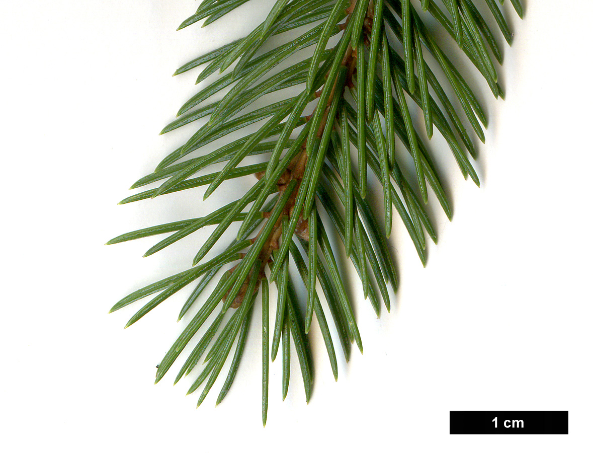 High resolution image: Family: Pinaceae - Genus: Picea - Taxon: alcoquiana - SpeciesSub: var. acicularis